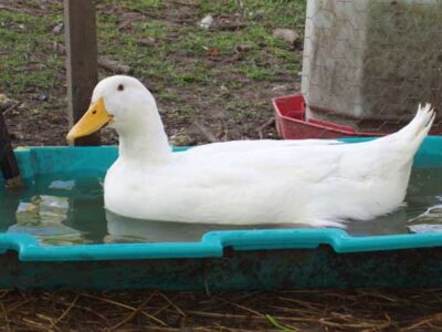 City Commission Meeting on Keeping Live Fowl Image